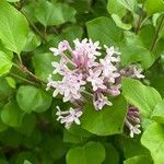 Syringa pubescensΛουλούδι