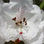 Rhododendron campanulatum Blodyn