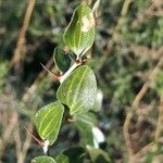 Ziziphus lotus Folha