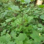 Ribes spicatum Feuille