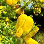 Adenocarpus telonensis Çiçek