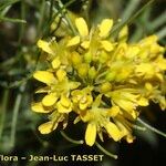 Sisymbrium strictissimum Flower