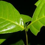 Quiina macrophylla Frunză