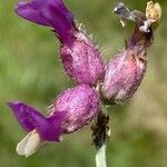 Astragalus vesicarius Blomst