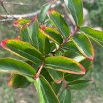 Lagerstroemia speciosa Leaf