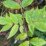 Sambucus racemosaFuelha