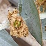 Eucalyptus pulverulenta Frugt