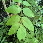 Fraxinus nigra Feuille