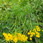 Tanacetum vulgare花