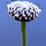 Eriocaulon aquaticum പുഷ്പം