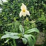 Paphiopedilum delenatii Flower