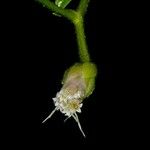 Heterocondylus vitalbae Flor