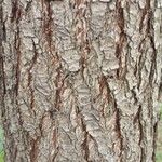 Pyrus bretschneideri Bark