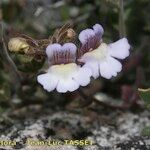 Chaenorhinum villosum Virág