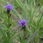 Liatris cylindracea Buveinė