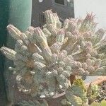Euphorbia mammillaris Leaf
