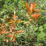 Castilleja tenuiflora Celota