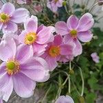 Anemone x hybrida Цветок