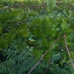 Anredera cordifolia Агульны выгляд