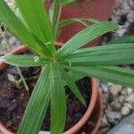 Cyperus albostriatus ᱥᱟᱠᱟᱢ