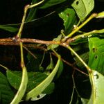 Sloanea laurifolia Foglia