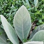 Verbascum boerhavii Leaf