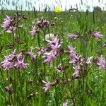 Lychnis flos-cuculi Blüte