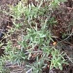 Arctostaphylos uva-ursi Hoja