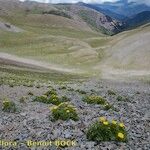 Adonis pyrenaica Habitus