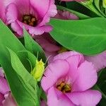 Eustoma russellianum Flower