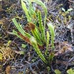 Grammitis serrulata Φύλλο