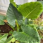 Alocasia macrorrhizosपत्ता