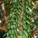 Pterocarpus indicus ഇല