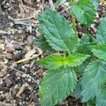 Lantana viburnoides Leaf