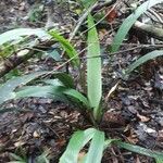 Spathanthus unilateralis Φύλλο