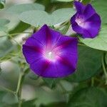 Ipomoea purpurea Květ