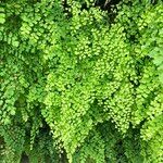 Adiantum raddianum Συνήθη χαρακτηριστικά