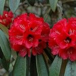 Rhododendron delavayi Çiçek