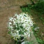 Allium tuberosum Кветка