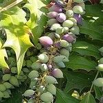 Berberis oiwakensis Fruit