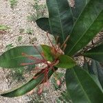 Ixora hookeri फूल