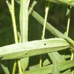 Sida linifolia Blatt
