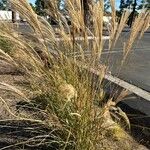 Miscanthus sinensis Blad