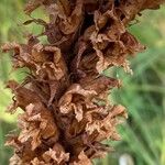 Orobanche elatior फूल