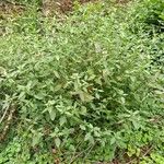 Galeopsis tetrahit Hábito