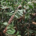 Melaleuca rugulosa Habit