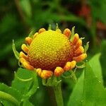 Helenium autumnale Квітка