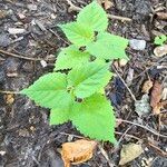 Fatoua villosa Leaf