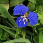 Commelina cyanea Flor