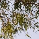 Eucalyptus camaldulensis Blatt